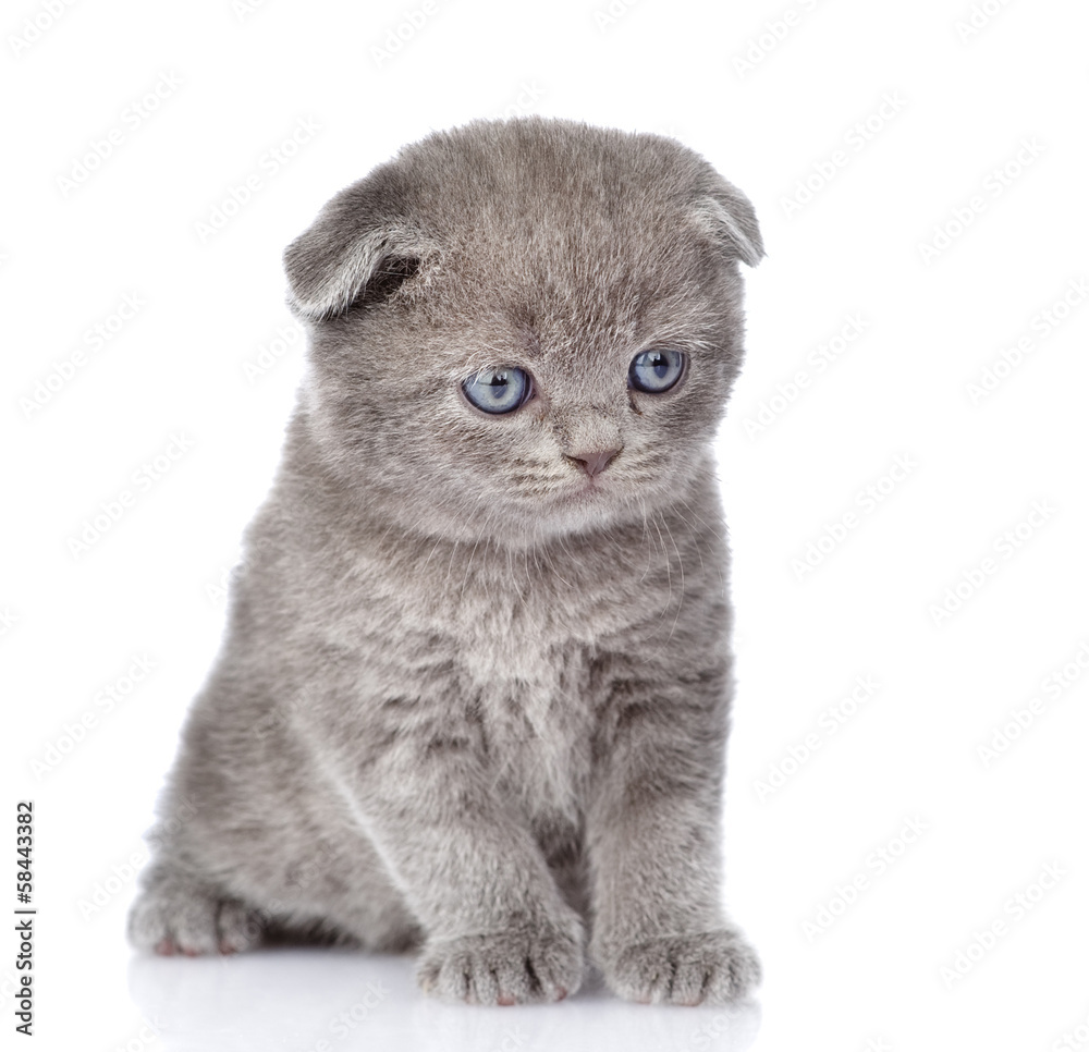 sad british shorthair kitten. isolated on white background