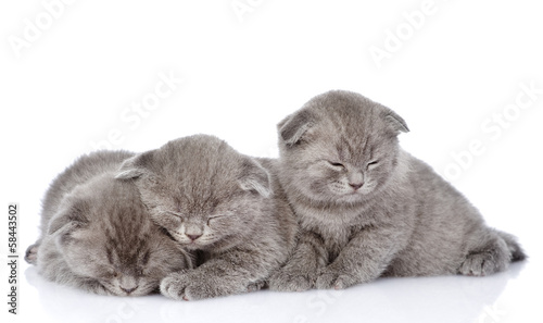 three british shorthair kittens sleeping. isolated on white 