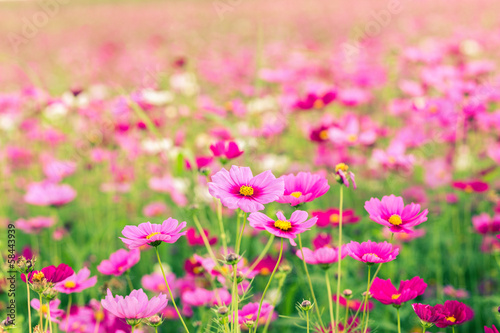 Cosmos flower fields at sunset