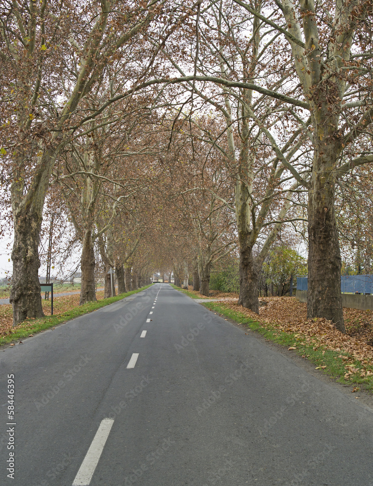 Autumn road