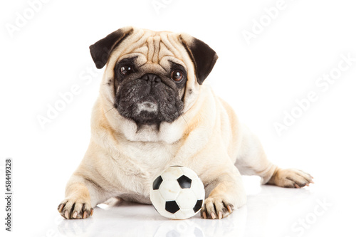 pug dog  isolated on white background, soccer. ball © nemez210769