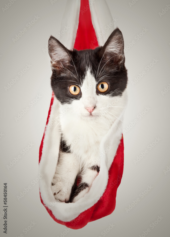 Beautiful cat in a New Year's cap. Kitten hides in red Santa Cla Beautiful cat in a New Year's cap. Kitten hides in red Santa Cla