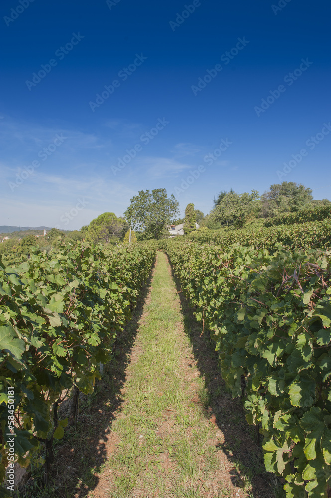 Obraz premium Vigna in Carso