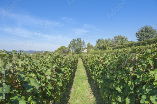 Vigna in Carso
