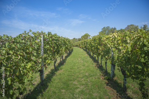 Vigna in Carso
