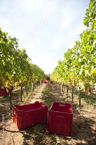 vendemmia a settembre