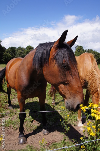 cheval broutant dans un champ