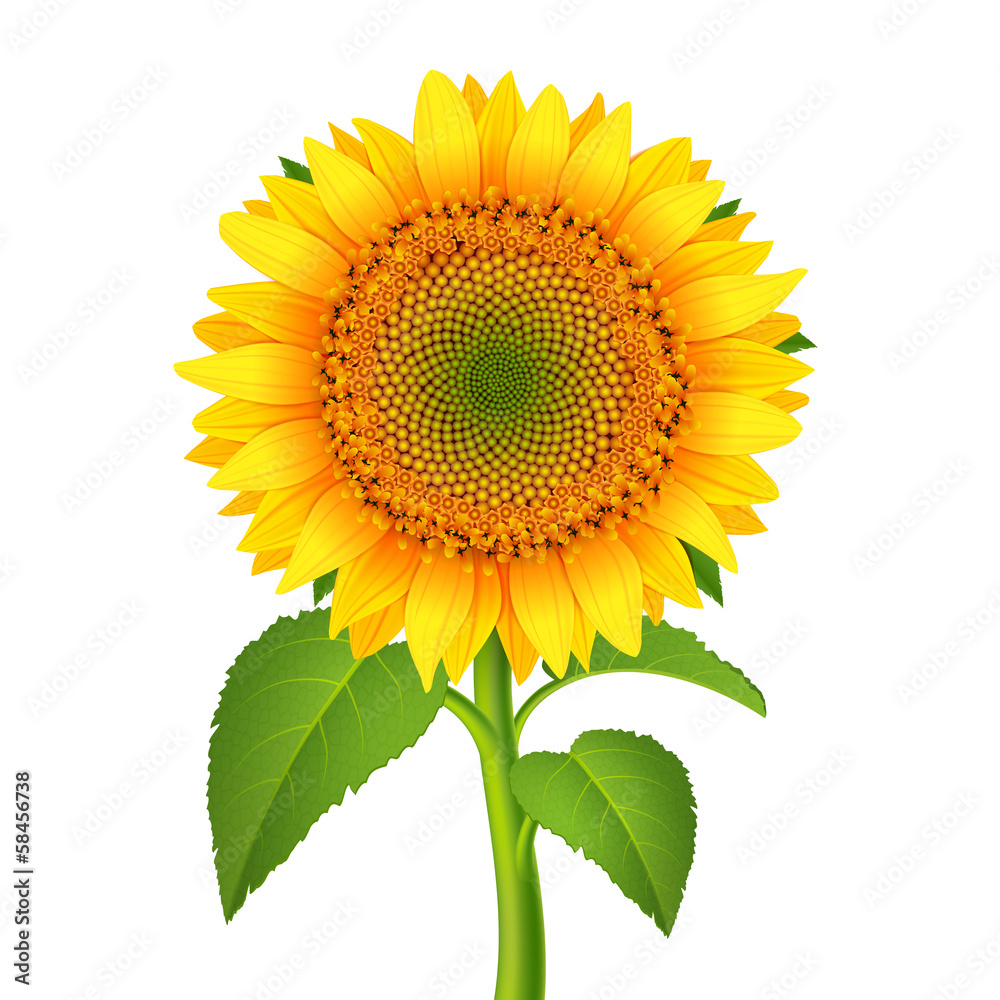 Obraz premium Sunflower with pedicle