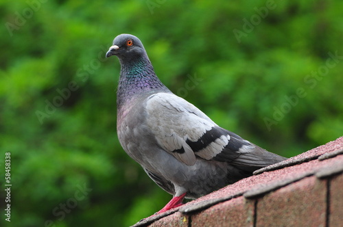 A pigeon is in a municipal park