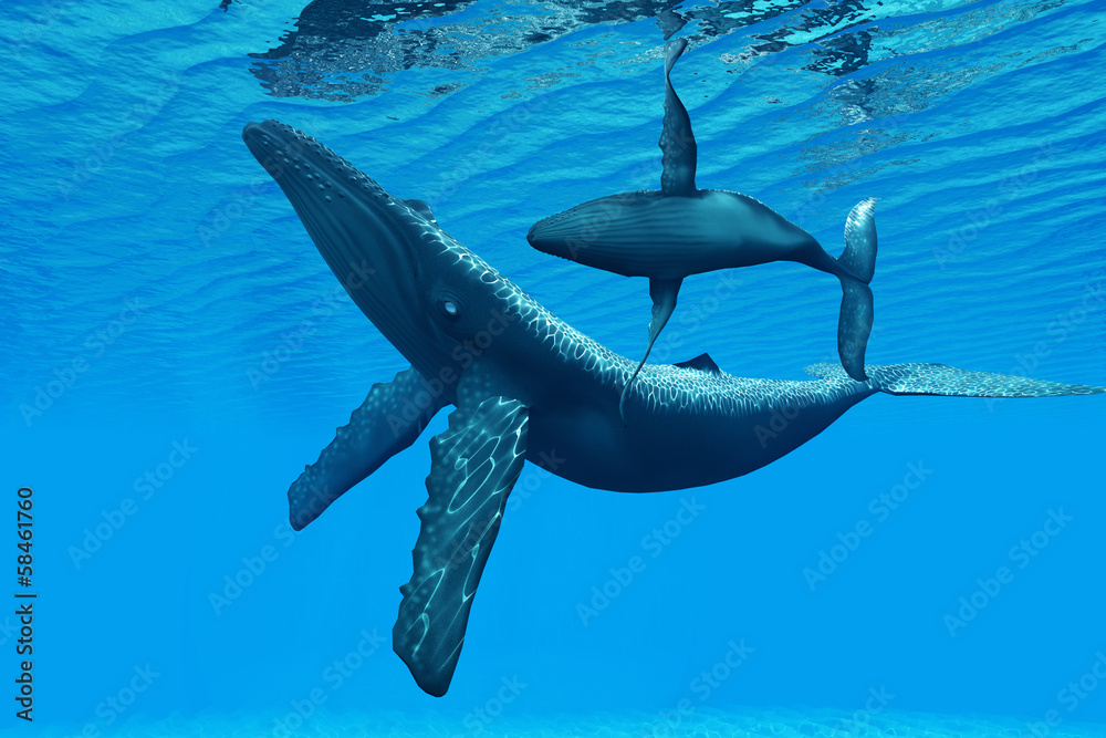 Naklejka premium Humpback Whale Bonding