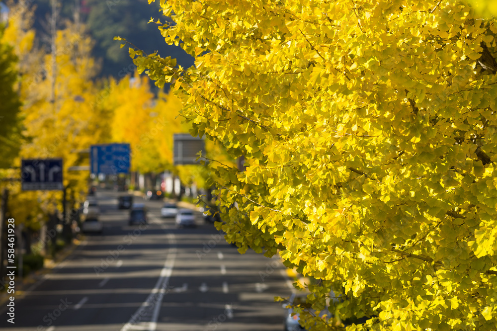 Naklejka premium いちょう並木