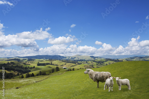 Sheep and two lambs grazing