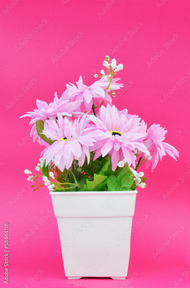 Fototapeta premium Pink flower in pot