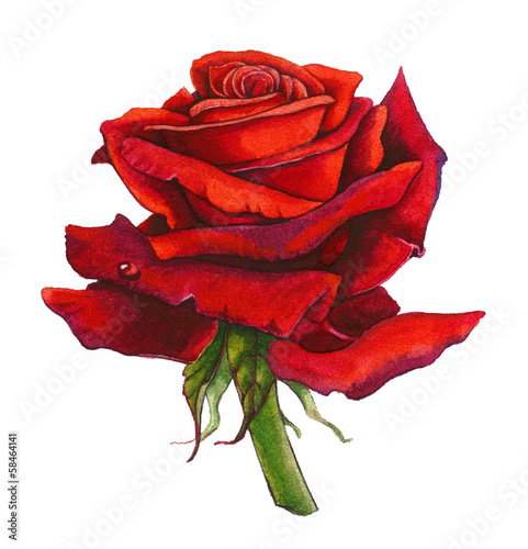 Red Rose Watercolor