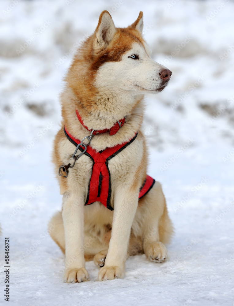 Husky dog Husky dog