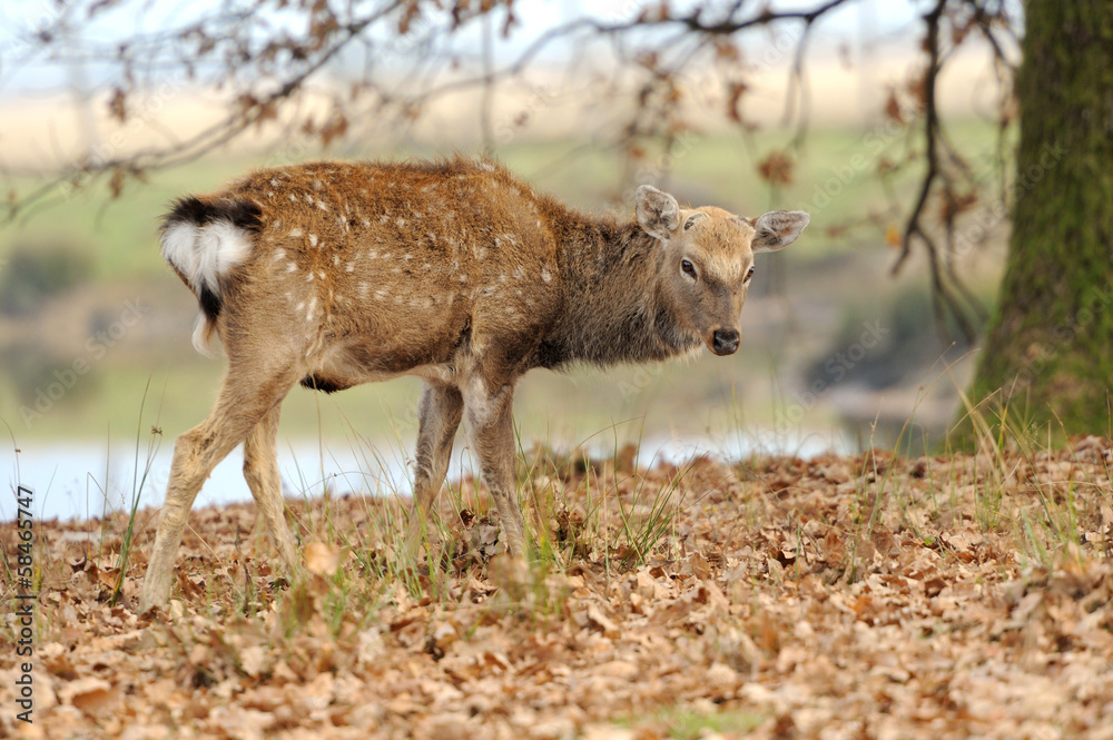 Deer Deer