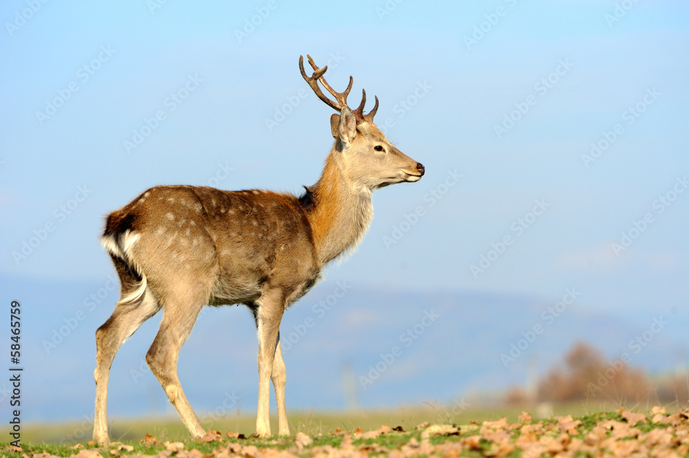 Fototapeta premium Deer