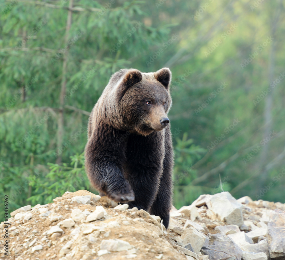 Obraz premium Bear