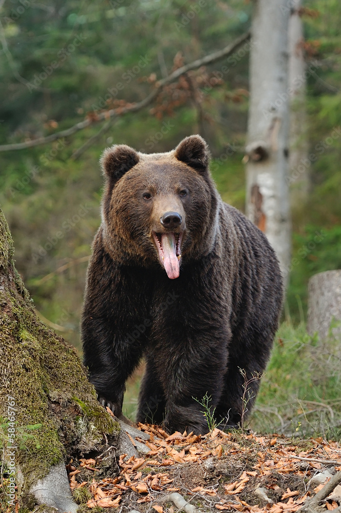 Bear Bear