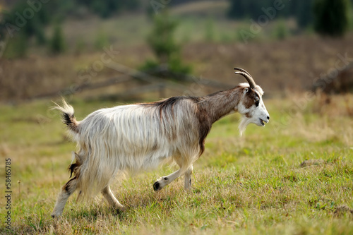 Goat in meadow