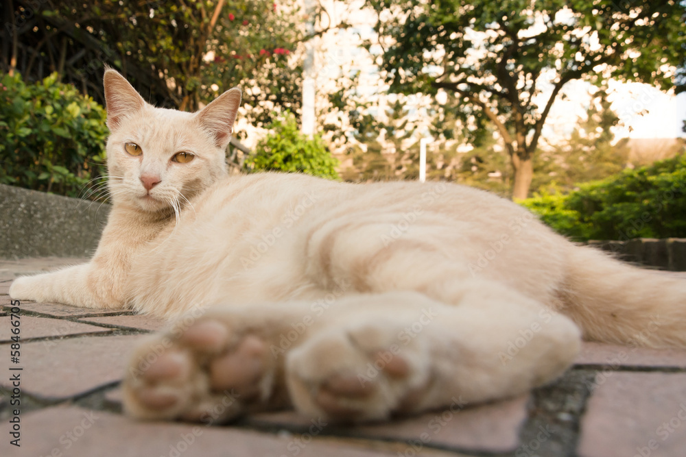 Fototapeta premium cat in city