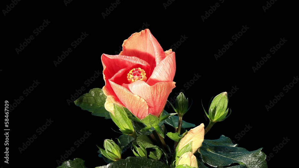 Blooming orange Hibiscus flower buds ALPHA matte, FULL HD. (Hibi Blooming orange Hibiscus flower buds ALPHA matte, FULL HD. (Hibi