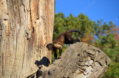 Photography little monkey in zagreb zoo