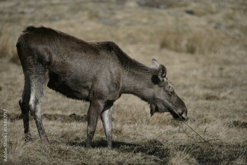European moose, Alces alces machlis European moose, Alces alces machlis