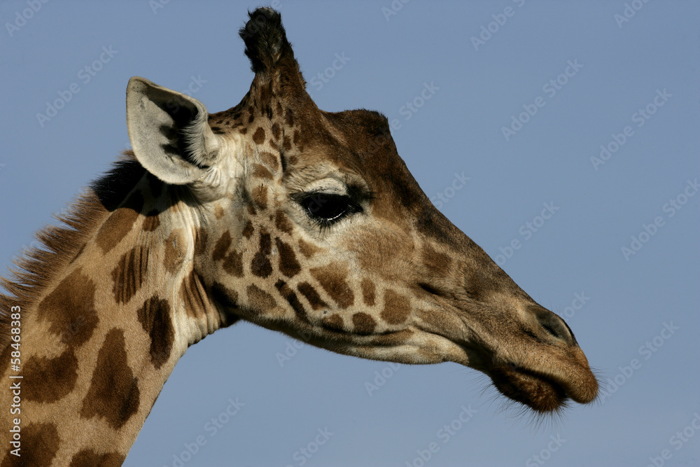 Giraffe, Giraffa camelopardalis, Giraffe, Giraffa camelopardalis,