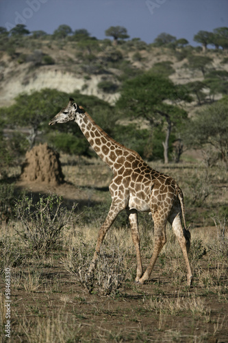 Giraffe, Giraffa camelopardalis,