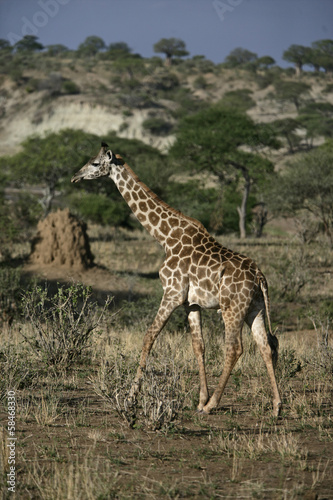 Giraffe  Giraffa camelopardalis 