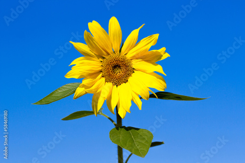 Fototapeta Naklejka Na Ścianę i Meble -  sunflower