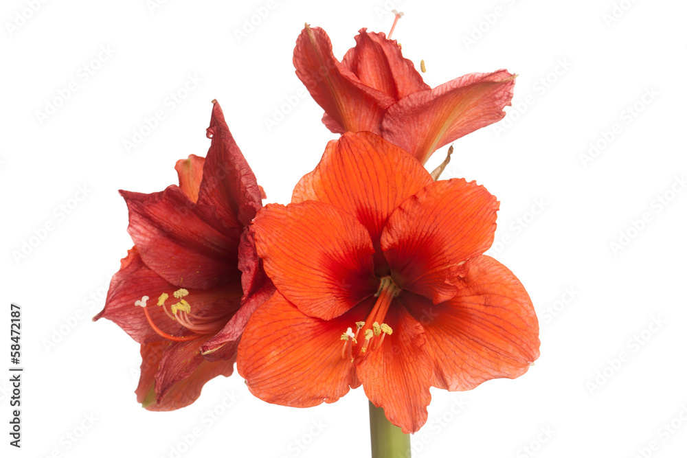 Red Amaryllis flower, multiple blossoms, isolated on white
