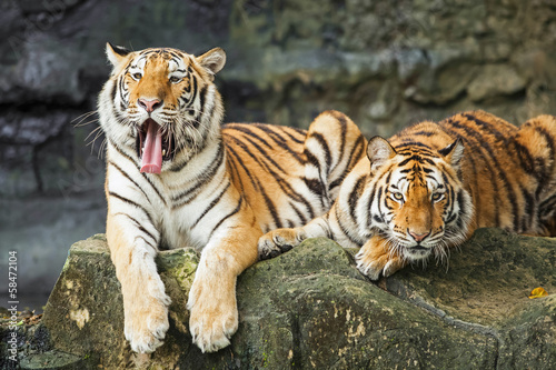 Fototapeta Naklejka Na Ścianę i Meble -  Tigers