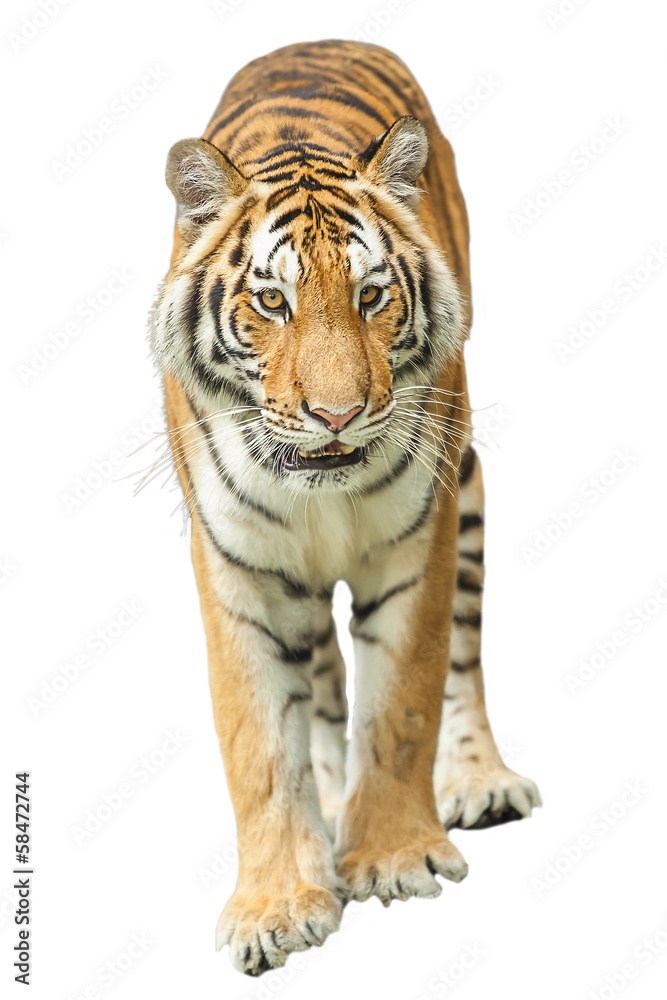 Obraz premium Tigers