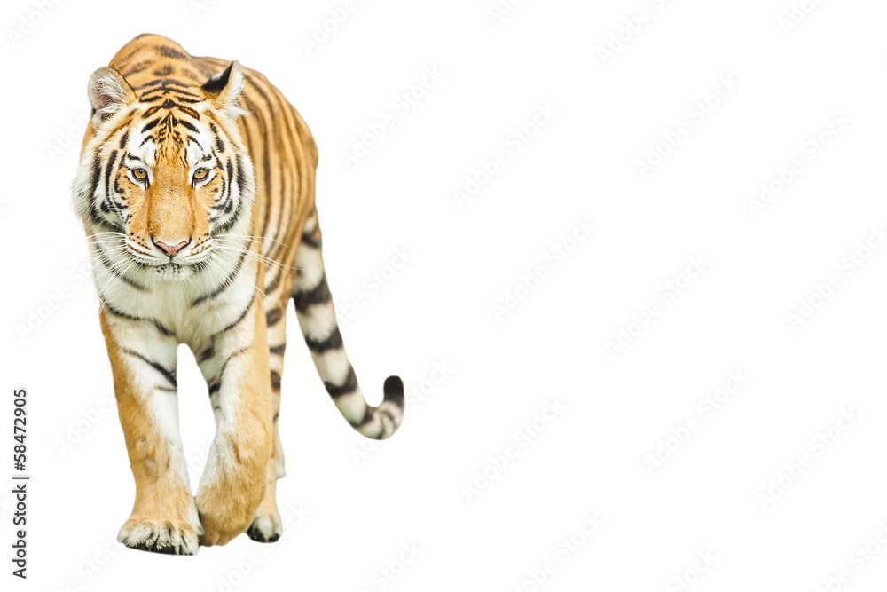 Fototapeta premium Tigers