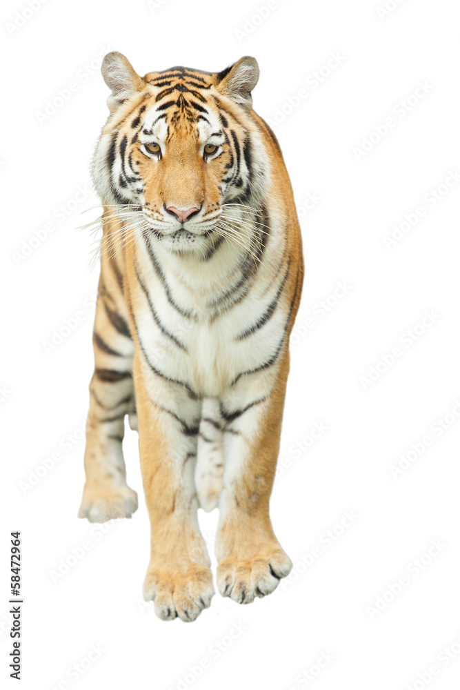 Obraz premium Tigers
