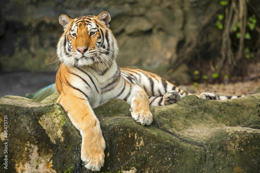 Obraz premium Tygrysy