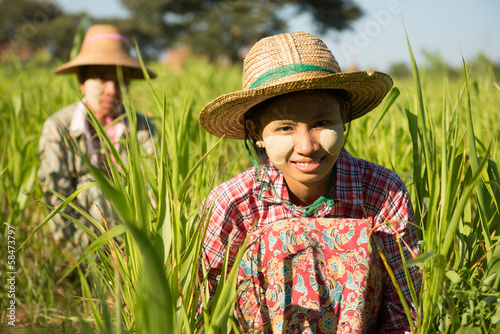 Myanmar Asian traditional farmer planting, harvesting in field фототапет
