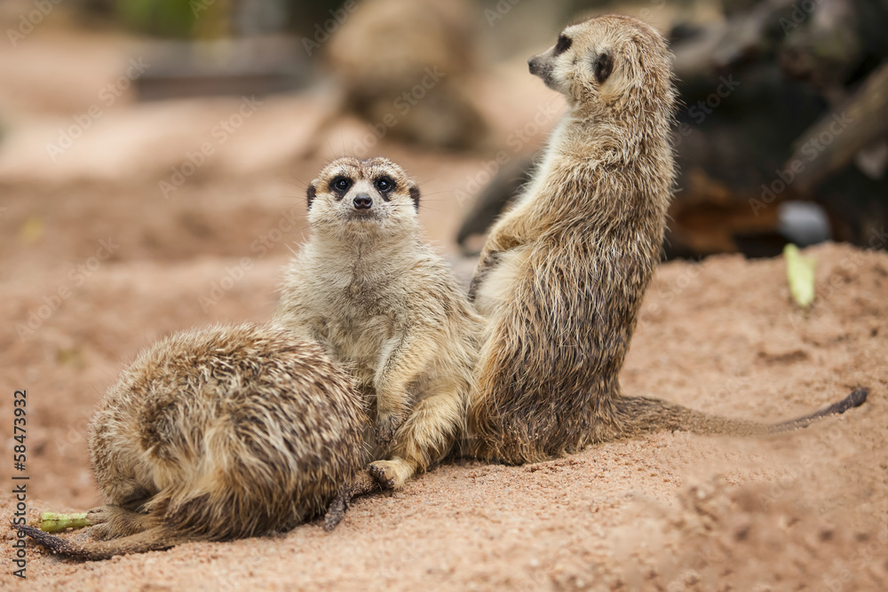 Fototapeta premium Meerkat.