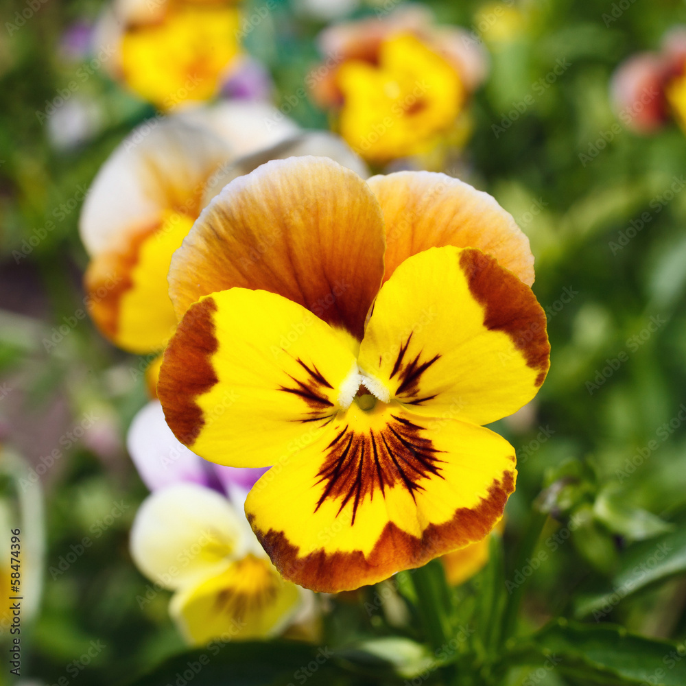 Yellow pansy Yellow pansy