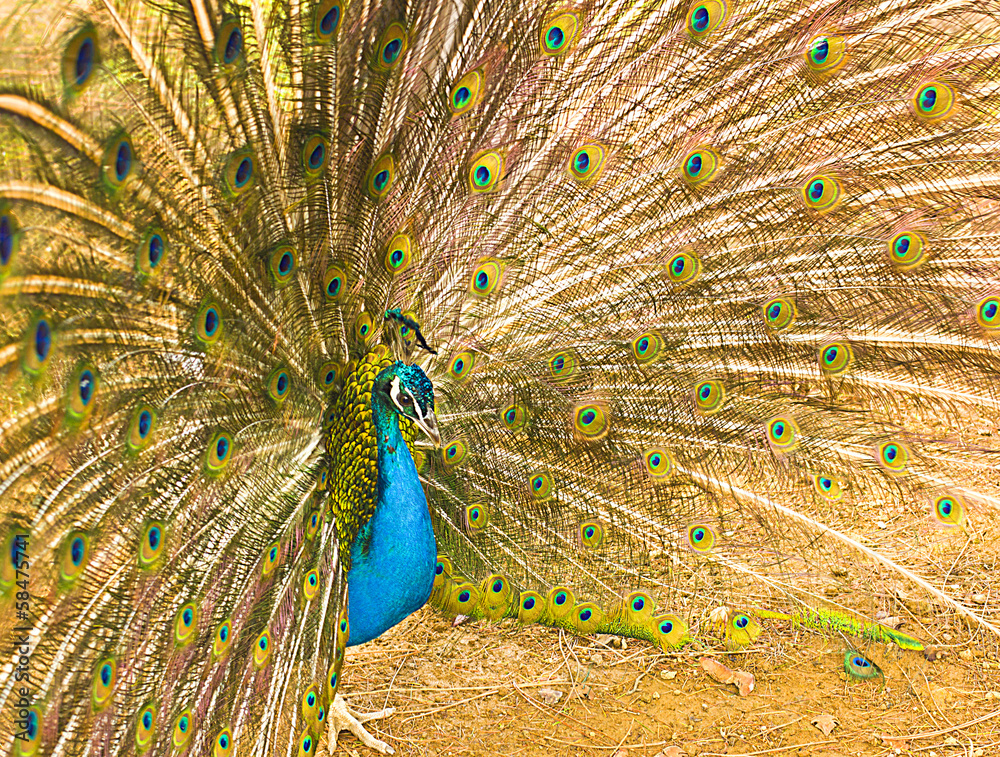 Obraz premium peacock