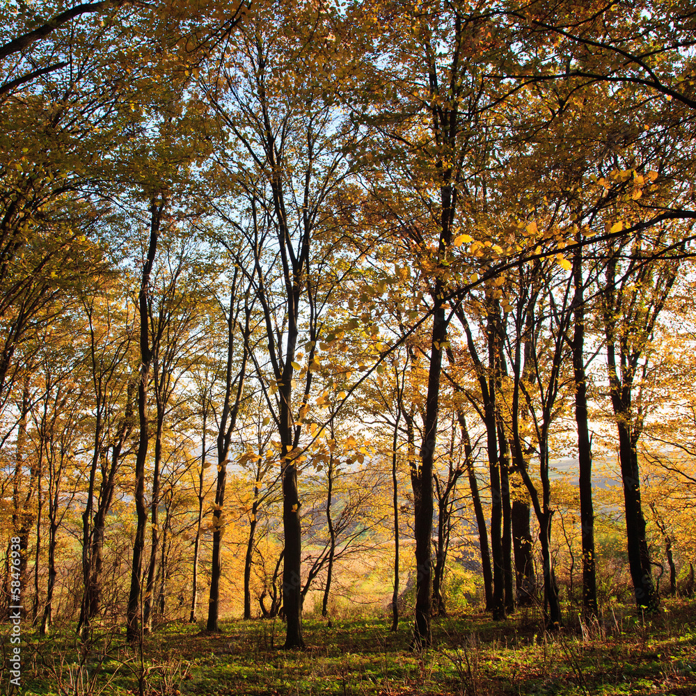 autumn forest