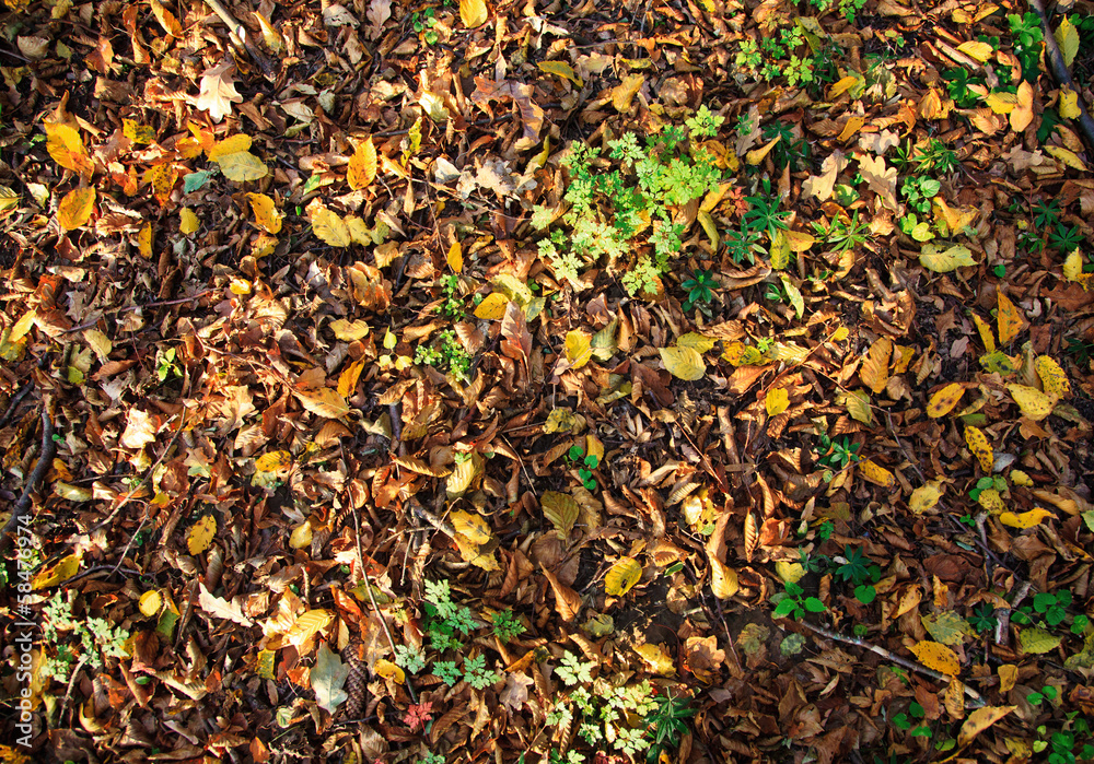 autumn leaves