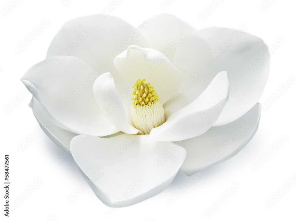 Fototapeta premium Magnolienblüte