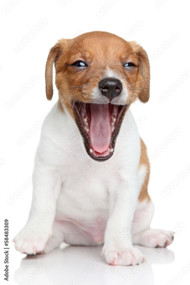 Jack Russell terrier puppy yawns