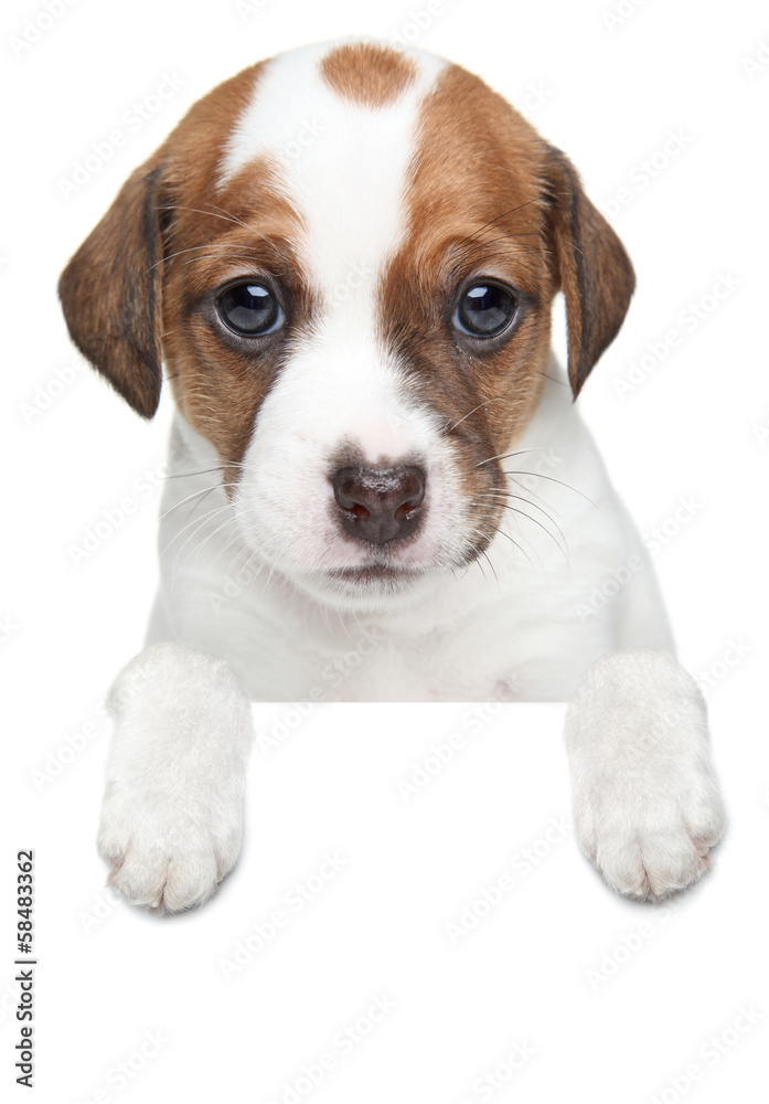 Jack Russell terrier puppy on a white banner