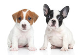 Jack Russell terrier and french bulldog puppies