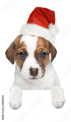 Jack Russell terrier puppy in xmas red hat © jagodka