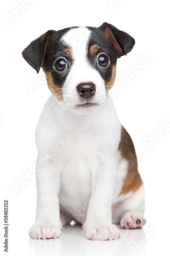 Jack Russell dog puppy